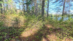 Campsite 1388