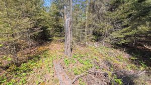 Campsite 1392