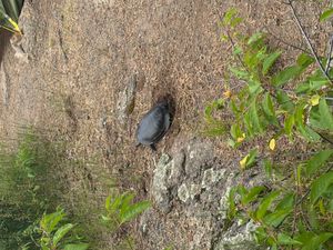 Turttle