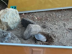 Turtles and eggs