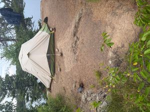 Turtle nest by my tent