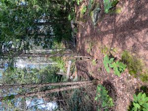 Campsite 2196