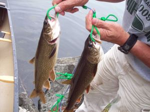 Trout