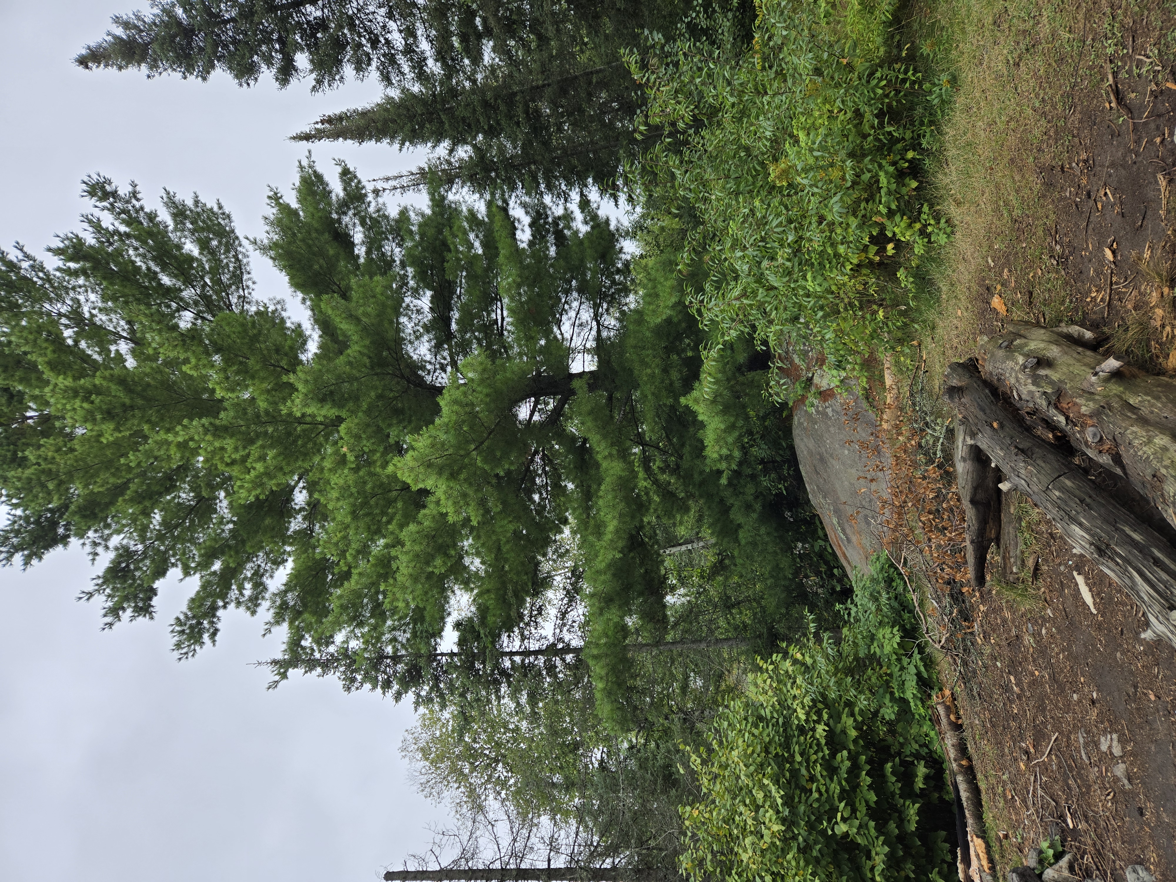 Nice big pine with good branches for a bear bag