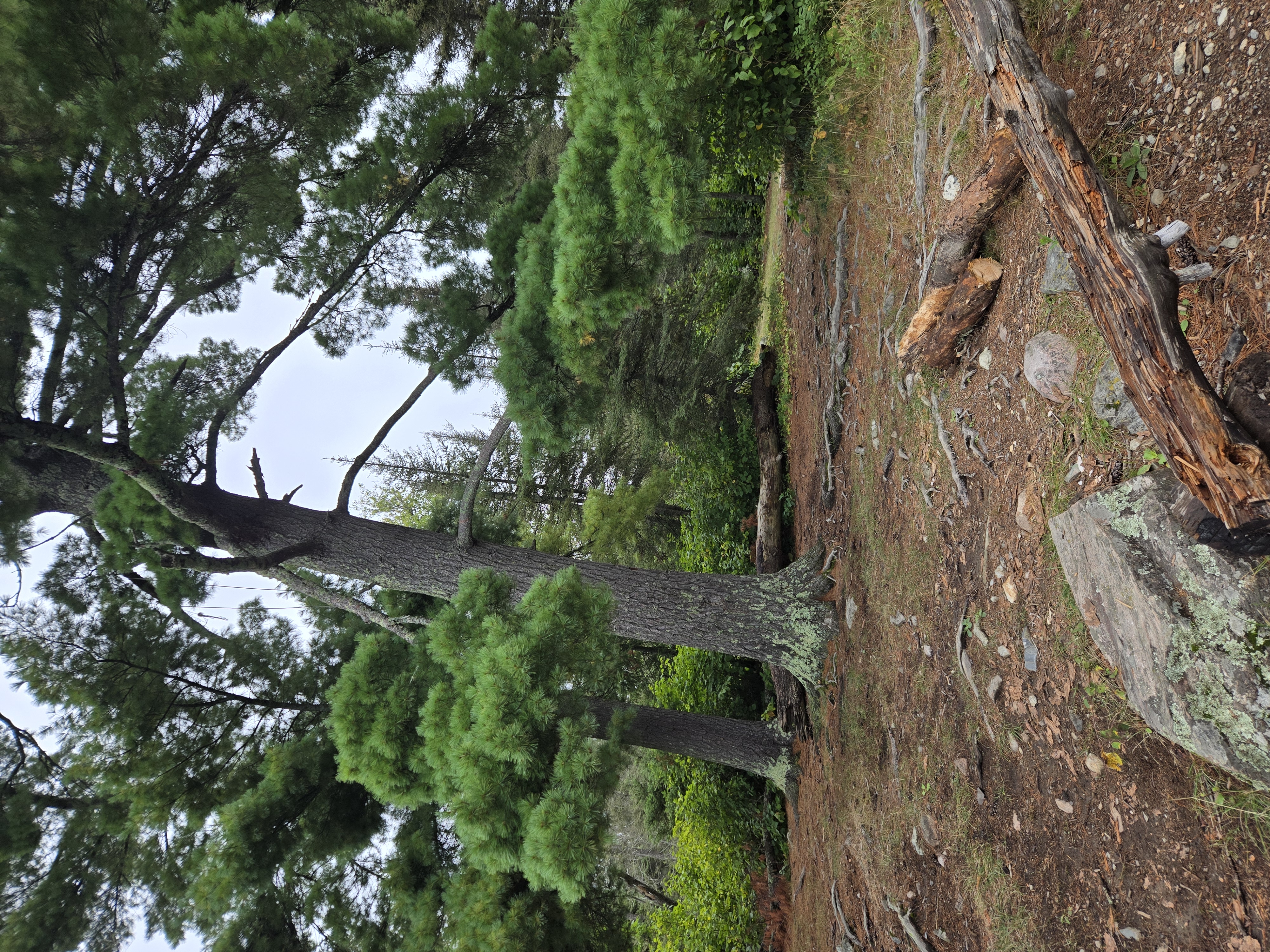 Obvious bear-bag tree