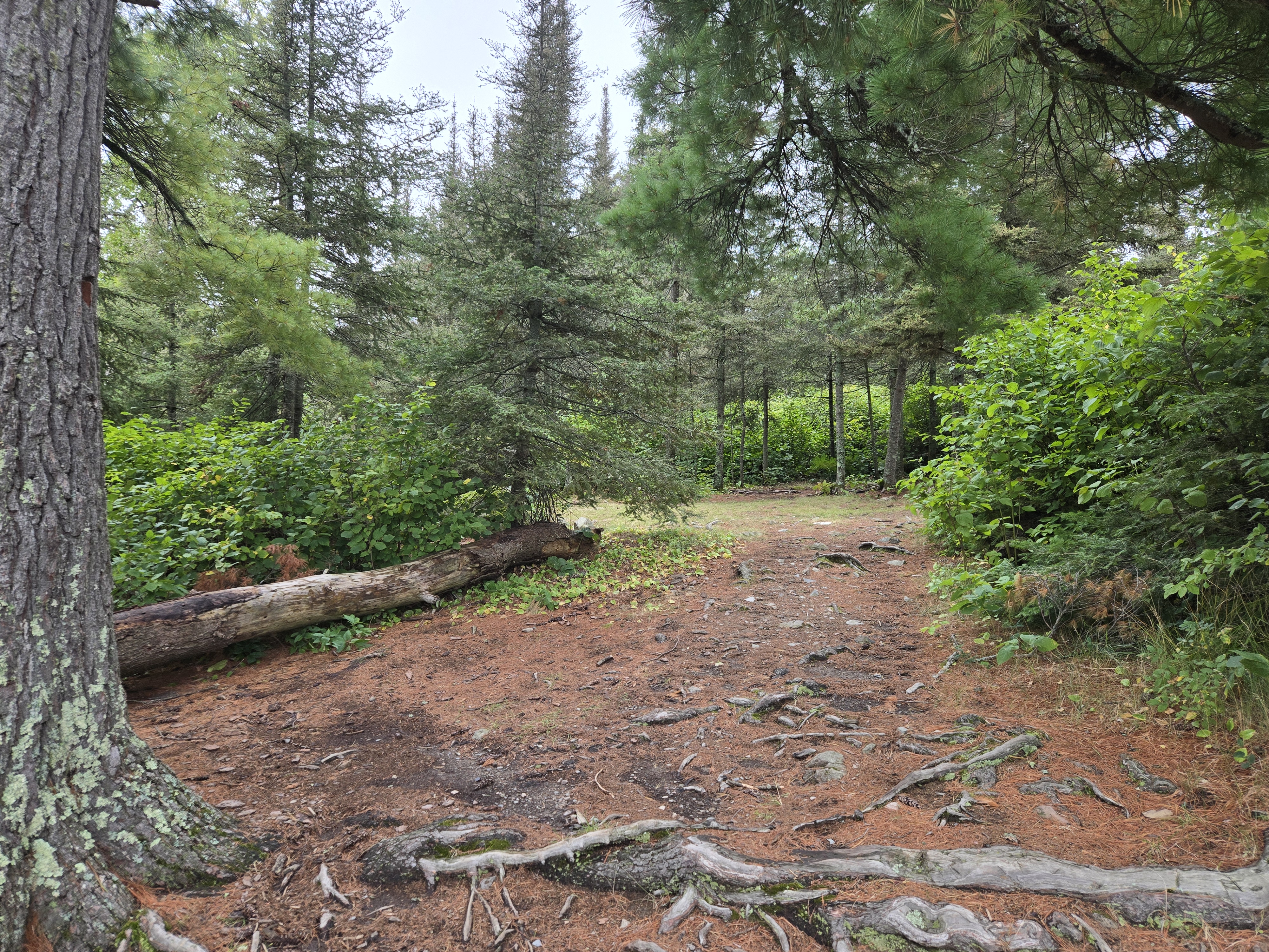 Path to tent pads