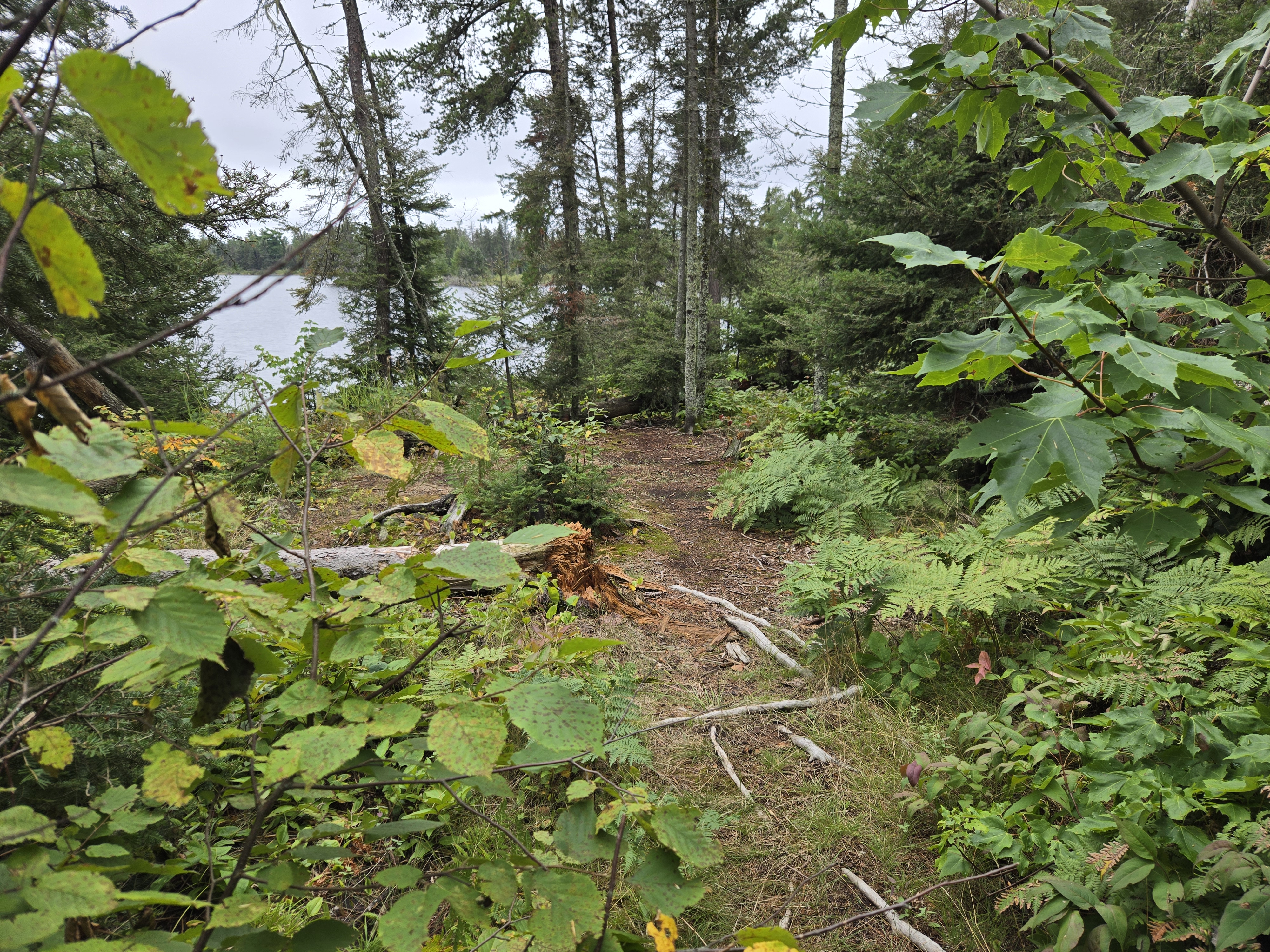 Path from the latrine