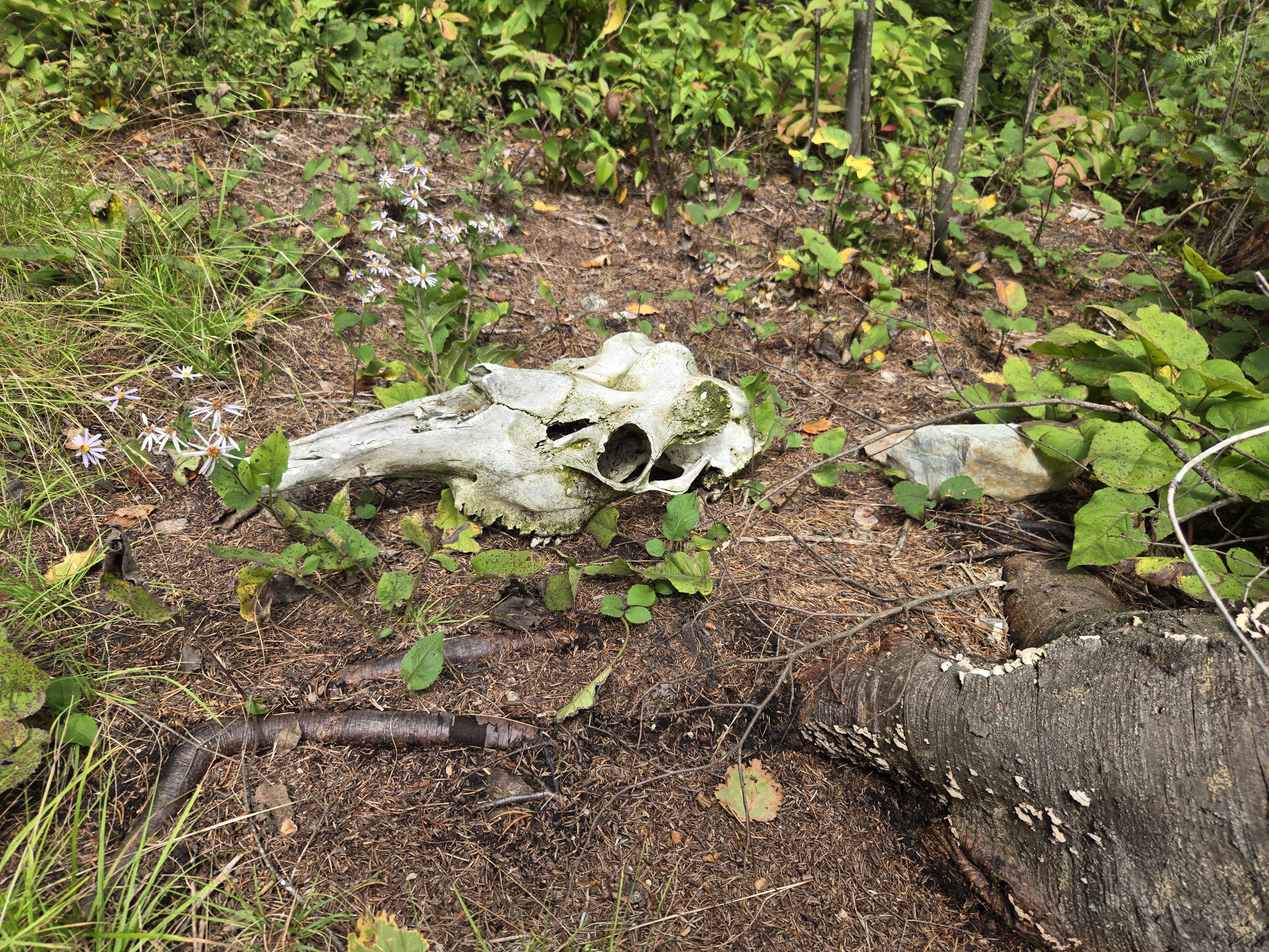Moose skull