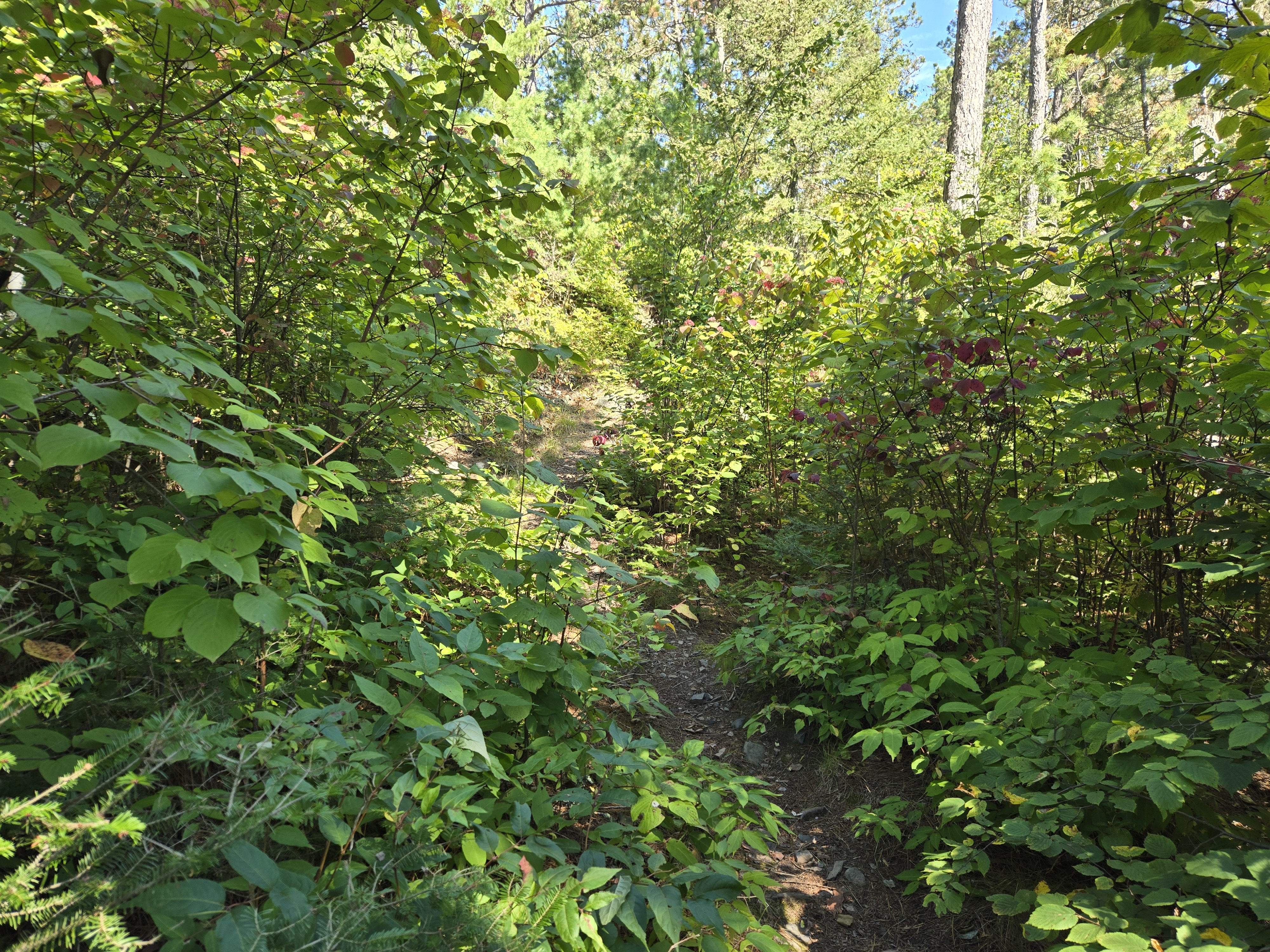 Path to latrine