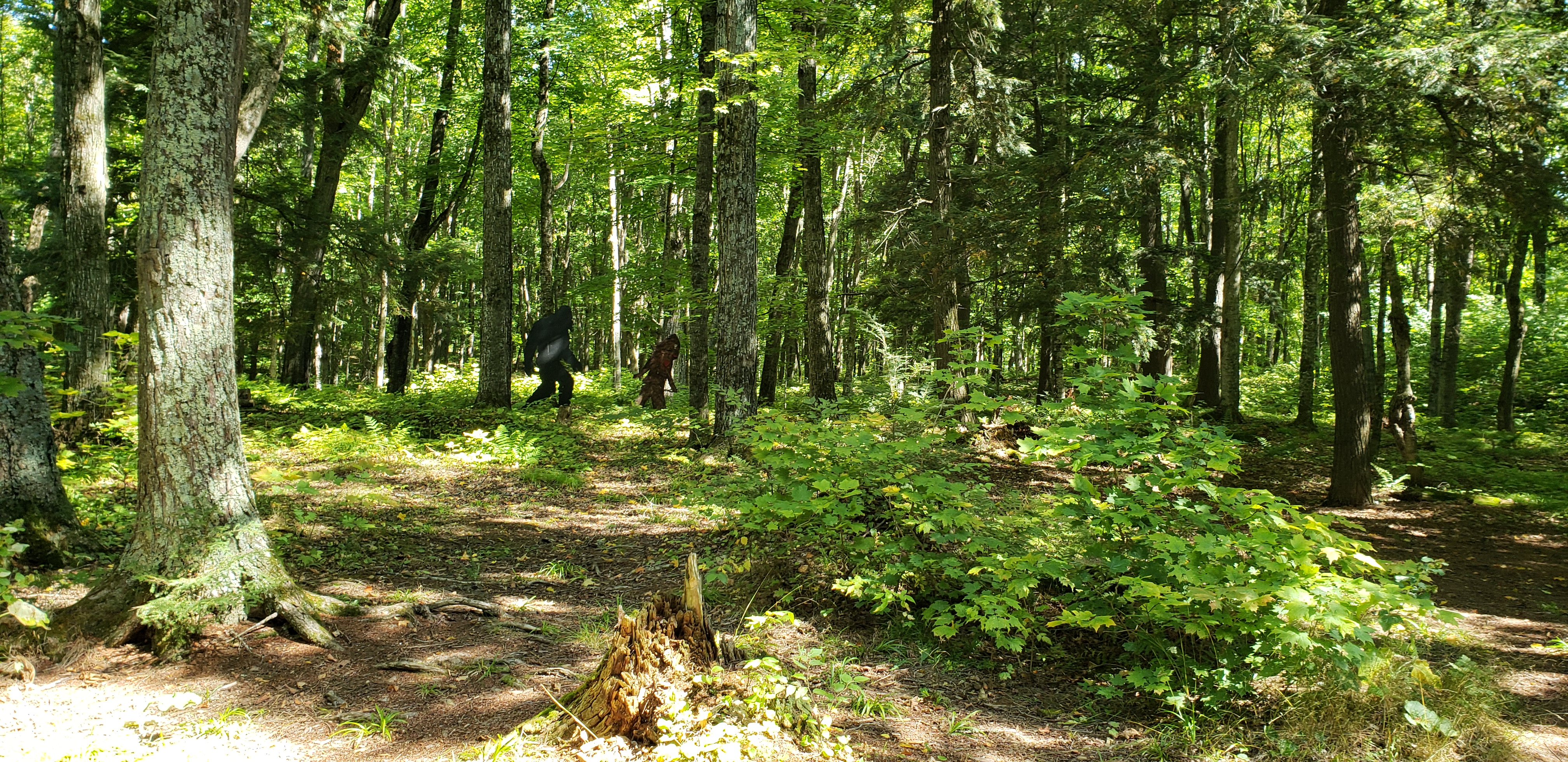 Campsite PL4