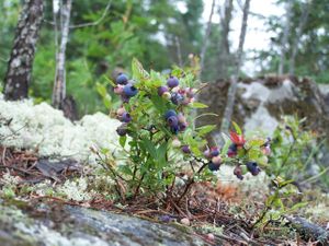 Blueberry Peak