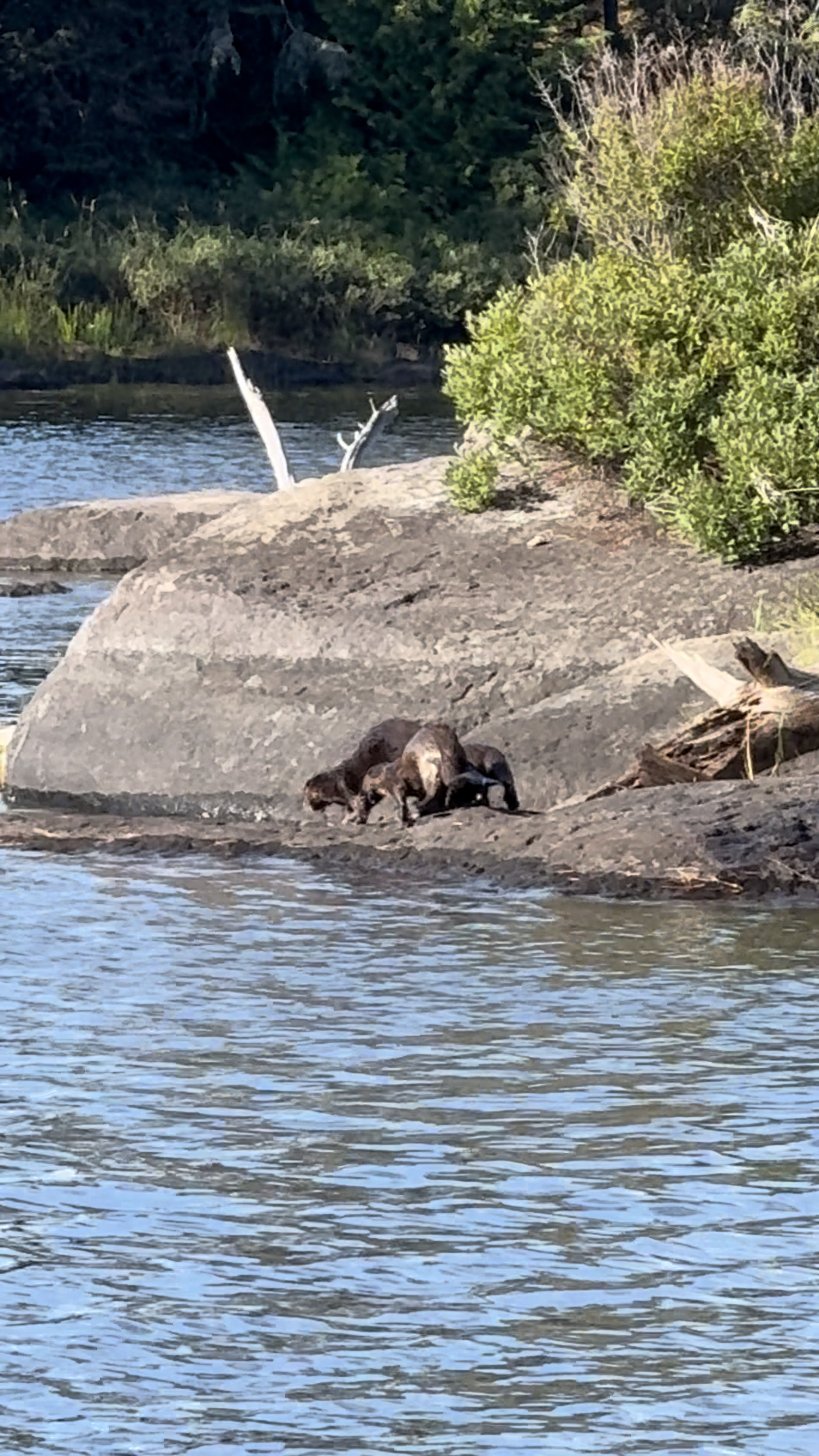 Otters