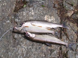 Lake Trout Bonanza