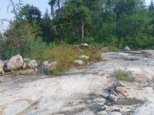 Old campsite with cut firewood