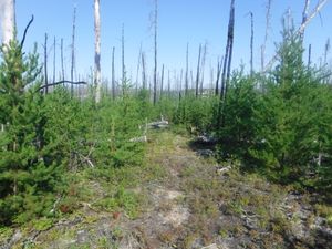Cleaned up portage trail into Dunstan Lake