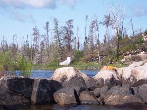 Seagull Lake