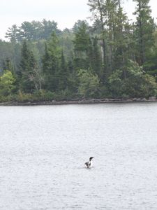 Loon dance