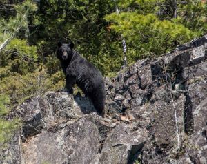 Thunder Point Bear