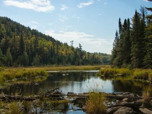 Marsh above Johnson Falls