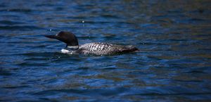 Knife Loon