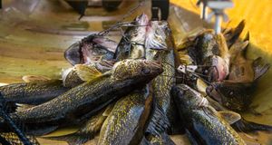 Boat full of Fish