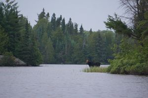 Horseshoe Moose