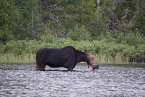 Horseshoe Moose