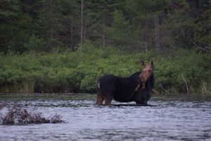 Horseshoe Moose