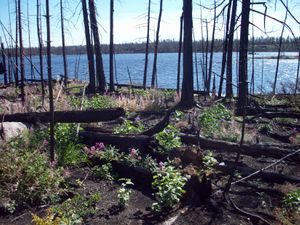 Burnt Area of Insula