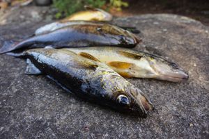 Cross Bay Walleye