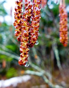 catkins