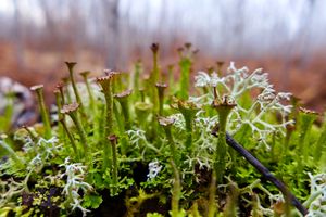 lichens, most likely - felt horn (cladonia phyllophora) and grey reindeer (cladina rangiferina)