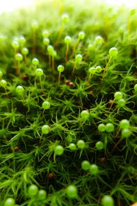 Sphagnum Moss - up close