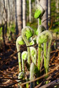 Ostrich Fern