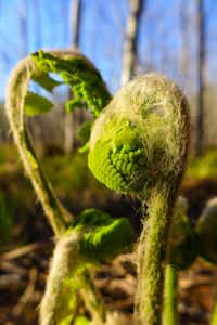 Ostrich Fern - closer