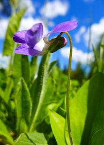 spring flower