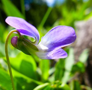 spring flower again