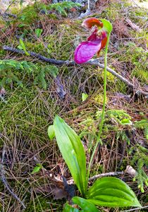 orchid - moose bay, quetico