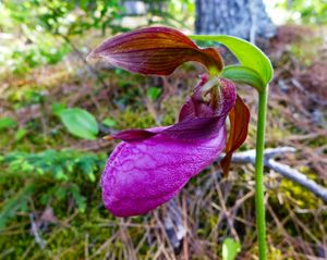 orchid up close - moose bay, quetico