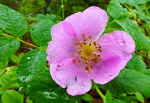 wild rose - horse lake