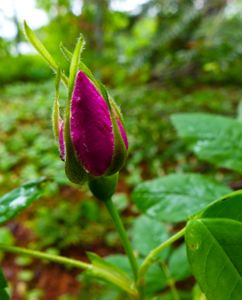 wild rose bud, horse lake