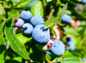 blueberries, lac la croix