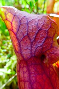 carnivorous pitcher plant, north hegman