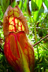 carnivorous pitcher plant 3, north hegman