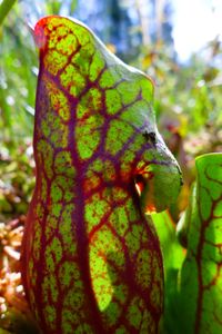 carnivorous pitcher plant 4, north hegman