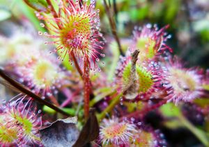 carnivorous sundew plant , trease lake