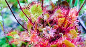 carnivorous sundew plant 2 , north hegman