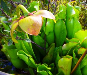 carnivorous pitcher plants and blossom, north hegman