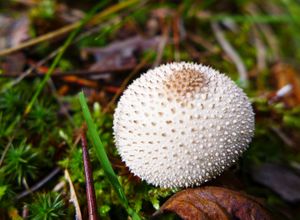 white puff ball, ogishkemuncie