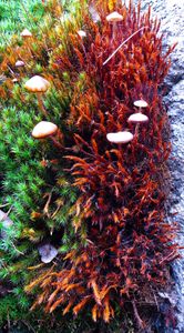 sphagnum moss and mushrooms, gabimichigami